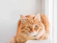 可爱的姜猫说谎窗口窗台上毛茸茸的宠物La2阳光舒适的首页安慰宁静
