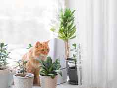 超声波增湿器室内植物姜猫花锅多汁的植物窗台上水蒸汽滋润干空气首页电设备安慰大气