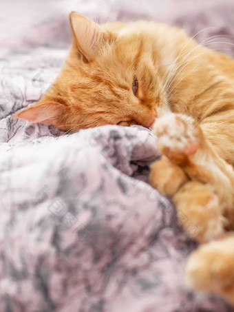 可爱的姜猫睡觉粉红色的毯子毛茸茸的宠物La2软<strong>羽绒被</strong>安慰首页