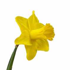 黄色的那喀索斯白色孤立的背景春天水仙花物种布鲁姆花园盛开的那喀索斯盛开的水仙花春天
