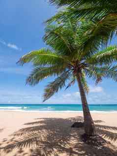 椰子棕榈树热带海夏天假期热带海滩概念椰子棕榈生长白色沙子海滩椰子棕榈树前面自由海滩普吉岛泰国