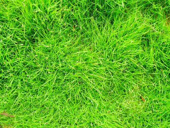 绿色草纹理背景前视图明亮的草背景绿色草绿色草纹理绿色草纹理场