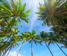 椰子棕榈树热带海夏天假期热带海滩概念椰子棕榈生长白色沙子海滩椰子棕榈树前面自由海滩普吉岛泰国垂直照片