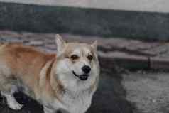 肖像年轻的微笑狗威尔士威尔士矮脚狗彭布罗克摆姿势