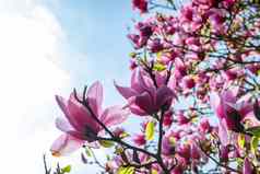 美丽的粉红色的春天花木兰树分支
