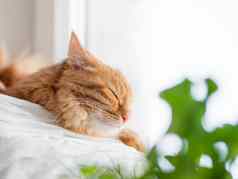 可爱的姜猫睡觉室内植物窗口窗台上毛茸茸的宠物绿色幼苗复制空间
