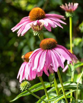 松果菊<strong>紫</strong>锥菊<strong>紫</strong>竹