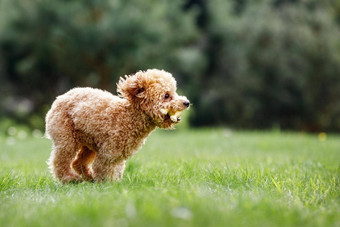棕色（的）疯狂的贵宾犬小狗快运行草狗咬橡胶玩具开始比赛愤怒的小狗有趣的照片