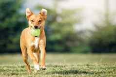 不错的光棕色（的）狗反弹绿色草坪上带来了球