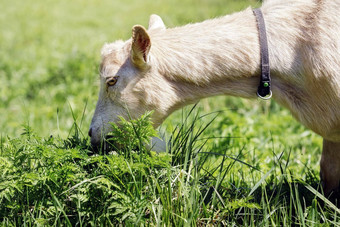 米色颜色山羊吃郁郁葱葱的绿色草自由放养的山羊放牧小农村有机乳制品农场