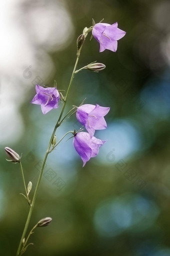 蓝色的风铃花夏天草地<strong>花圃</strong>