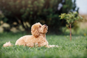 贵宾犬谎言草等待指令老板