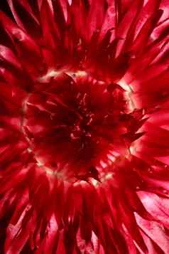 红色的花开花关闭植物背景蜡菊bracteatum家庭菊科高质量大大小打印首页装饰