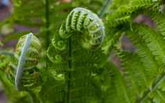 蕨类植物螺旋matteuccia属蕨类植物物种matteuccia蝴蝶常见的的名字鸵鸟蕨类植物船首饰蕨类植物羽毛球蕨类植物