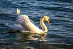 美丽的白色天鹅浮动海鸟海边警告保加利亚