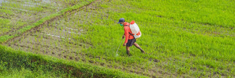 农民喷涂农药大米杀虫剂喷雾器适当的保护帕