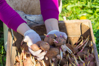 手册种植土豆块茎地面早期春天准备花园季节
