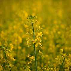 油菜籽场日落美丽的黄色的自然背景春天春天时间概念农业行业芸苔属植物显著