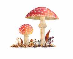 手画水彩危险的可怕的有毒的蘑菇红色的安妮塔致幻剂野生真菌真菌秋天秋天森林林地干草自然季节完美的万圣节设计纺织