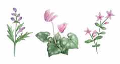 水彩手画插图粉红色的紫罗兰色的紫色的仙客来野生花森林木林地自然植物现实的设计叶子花瓣婚礼卡片邀请设计纺织