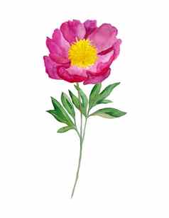 水彩手画插图深粉红色的红色的牡丹格雷恩叶子叶阀杆花设计自然花春天夏天布鲁姆开花植物区系婚礼邀请浪漫的画元素