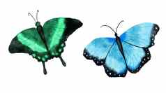 水彩手画插图明亮的蝴蝶昆虫自然森林蝴蝶蓝色的绿色黑色的颜色野生野生动物自然生态概念