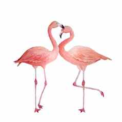 粉红色的火烈鸟浪漫的夫妇爱热带异国情调的鸟玫瑰火烈鸟孤立的白色背景水彩手画现实的动物插图夏天鸟婚礼卡片邀请情人节一天