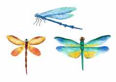 水彩手画插图明亮的生动的蜻蜓昆虫自然森林蜻蜓蓝色的黄色的绿色橙色颜色野生野生动物自然生态概念
