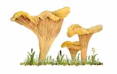 手画水彩插图鸡油菌西巴里乌斯可食用的野生真菌蘑菇橙色黄色的真菌木林地森林草自然植物自然收获蘑菇设计现实的有机生