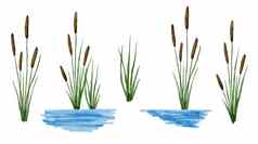 水彩手画插图香蒲里德香蒲植物水河植物区系湿地沼泽3月绿色叶子棕色（的）种子户外夏天春天花景观