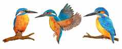 手画水彩插图野生翠鸟鸟蓝色的Azure橙色羽毛分支飞行自然自然野生动物河森林林地生态概念
