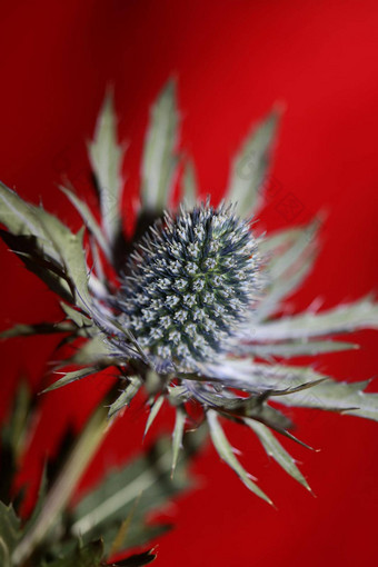 野生山花夏天开花Eryngium扁平家庭伞形科现代植物背景高质量大大小打印墙海报