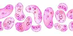 水彩水平无缝的边境粉红色的紫色的细胞微藻微生物显微镜生物藻类概念化妆品医学医疗保健打印设计柔和的他一直细菌软椭圆形轮形状