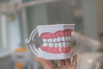 完美的直牙齿下巴模型关闭牙套牙齿牙齿模型假牙口腔学任命牙科保健师检查概念牙医牙齿模型假牙常规的检查至关重要的口服<strong>健康</strong>
