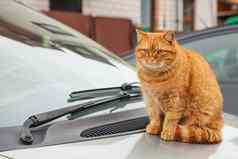 红色的猫坐着罩车