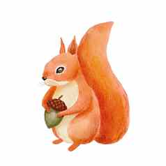 插图水彩可爱的红色的松鼠手画字符森林动物孤立的白色背景林地秋天插图