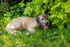 美丽的棕色（的）爱尔兰猎狼犬不错的表达式头花园小狗爱尔兰猎狼犬微笑说谎草地草坪上夏天可爱的大宠物自然