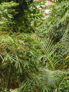 热带植物温室藤本植物棕榈树分支机构绿色叶子温室