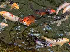 黑龙江鲤鱼鲤属rubrofuscus被称为锦 鲤nishikigoi色彩斑斓的装饰鱼水