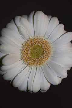 白色花开花关闭植物背景非洲菊jamesonii家庭菊科大大小高质量打印
