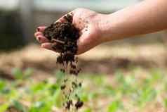 女手触碰土壤农场手农民检查土壤健康种植蔬菜种子幼苗首页园艺成长蔬菜概念