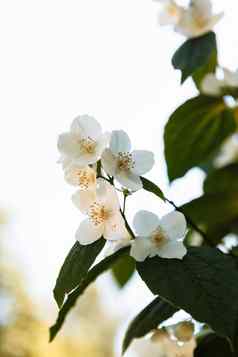 樱桃开花花瓣天空