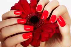 美手红色的时尚修指甲明亮的花美丽的修剪整齐的红色的波兰的指甲