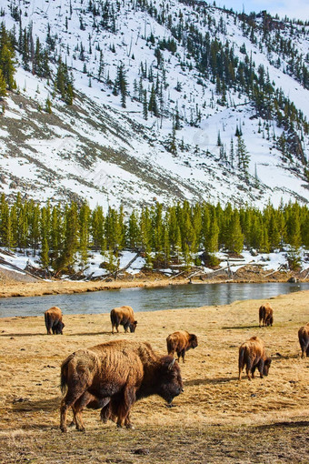 群野牛分散场吃草河雪山
