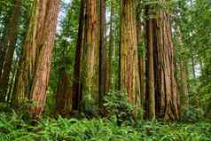 森林大红木树加州