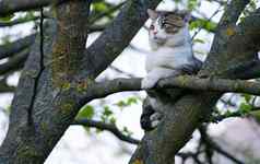 猫坐着树