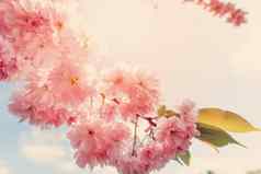 花樱桃树日落美丽的自然场景盛开的树太阳耀斑春天花美丽的果园春天