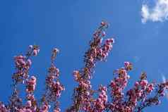 樱桃花朵蓝色的天空背景盛开的粉红色的樱桃开花分支樱花花蓝色的天空