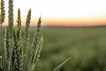 年轻的绿色小麦日益增长的农业场生谷物概念农业有机食物小麦<strong>发芽</strong>日益增长的土壤关闭<strong>发芽</strong>小麦日落