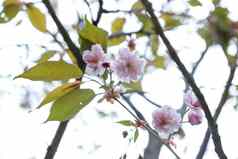 特写镜头粉红色的樱桃开花日本樱花树春天